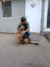 CHARLY, Hund, Mischlingshund in Ungarn - Bild 3