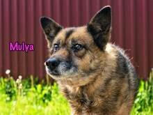 MULYA, Hund, Mischlingshund in Russische Föderation - Bild 1