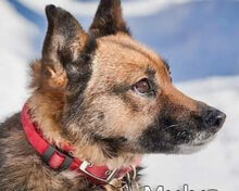 MULYA, Hund, Mischlingshund in Russische Föderation - Bild 10