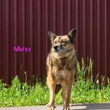 MULYA, Hund, Mischlingshund in Russische Föderation - Bild 2