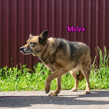 MULYA, Hund, Mischlingshund in Russische Föderation - Bild 3