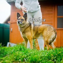 MULYA, Hund, Mischlingshund in Russische Föderation - Bild 4