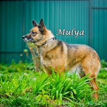 MULYA, Hund, Mischlingshund in Russische Föderation - Bild 6
