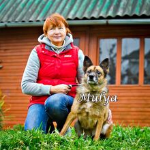 MULYA, Hund, Mischlingshund in Russische Föderation - Bild 7