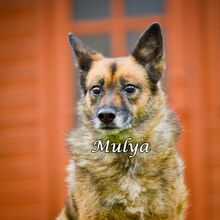 MULYA, Hund, Mischlingshund in Russische Föderation - Bild 8