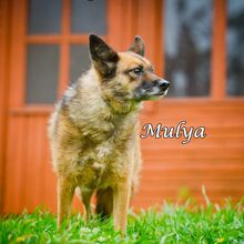MULYA, Hund, Mischlingshund in Russische Föderation - Bild 9