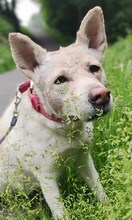 PRINCESS, Hund, Mischlingshund in Bottrop - Bild 11