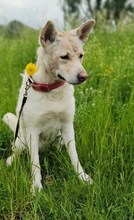 PRINCESS, Hund, Mischlingshund in Bottrop - Bild 16