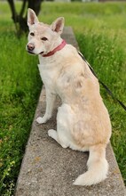 PRINCESS, Hund, Mischlingshund in Bottrop - Bild 18