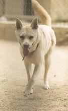 PRINCESS, Hund, Mischlingshund in Bottrop - Bild 20