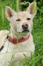 PRINCESS, Hund, Mischlingshund in Bottrop - Bild 6