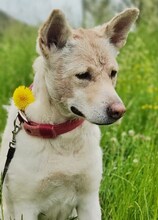 PRINCESS, Hund, Mischlingshund in Bottrop - Bild 8