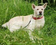PRINCESS, Hund, Mischlingshund in Bottrop - Bild 9