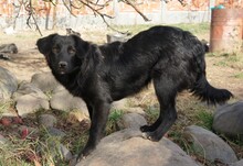 CHICO, Hund, Mischlingshund in Rumänien - Bild 2
