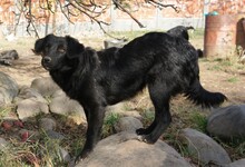 CHICO, Hund, Mischlingshund in Rumänien - Bild 4