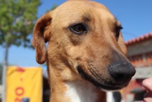SHILA, Hund, Mischlingshund in Spanien - Bild 1