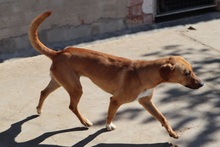 SHILA, Hund, Mischlingshund in Spanien - Bild 11