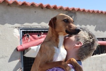 SHILA, Hund, Mischlingshund in Spanien - Bild 2
