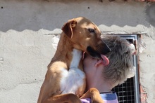 SHILA, Hund, Mischlingshund in Spanien - Bild 3