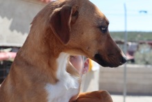 SHILA, Hund, Mischlingshund in Spanien - Bild 4