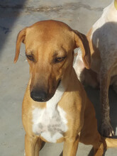 SHILA, Hund, Mischlingshund in Spanien - Bild 6