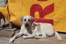 DINORA, Hund, Mastin Español-Mix in Spanien - Bild 12