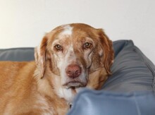 WANDY, Hund, Mischlingshund in Bamberg - Bild 10