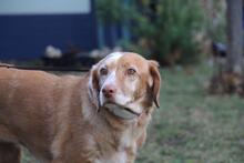 WANDY, Hund, Mischlingshund in Bamberg - Bild 3