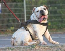 APACY, Hund, Bulldog in Heilbronn - Bild 6