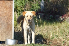 ZSEMLE, Hund, Mischlingshund in Ungarn - Bild 2