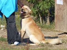 ZSEMLE, Hund, Mischlingshund in Ungarn - Bild 3
