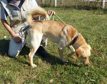 ZSEMLE, Hund, Mischlingshund in Ungarn - Bild 5