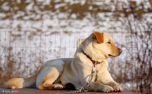 ZSEMLE, Hund, Mischlingshund in Ungarn - Bild 6