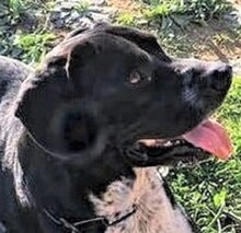 NILO, Hund, Labrador-Mix in Spanien - Bild 1