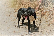 NILO, Hund, Labrador-Mix in Spanien - Bild 10