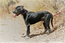NILO, Hund, Labrador-Mix in Spanien - Bild 11