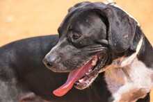 NILO, Hund, Labrador-Mix in Spanien - Bild 12
