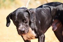 NILO, Hund, Labrador-Mix in Spanien - Bild 13