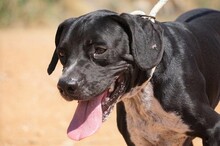 NILO, Hund, Labrador-Mix in Spanien - Bild 15