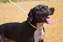 NILO, Hund, Labrador-Mix in Spanien - Bild 16