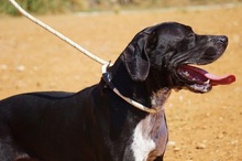 NILO, Hund, Labrador-Mix in Spanien - Bild 17