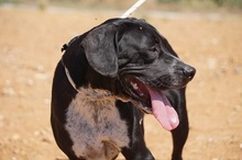 NILO, Hund, Labrador-Mix in Spanien - Bild 18