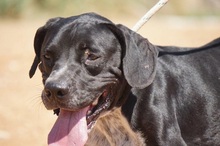 NILO, Hund, Labrador-Mix in Spanien - Bild 20