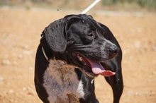NILO, Hund, Labrador-Mix in Spanien - Bild 21