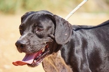 NILO, Hund, Labrador-Mix in Spanien - Bild 22