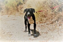 NILO, Hund, Labrador-Mix in Spanien - Bild 23