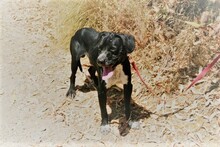NILO, Hund, Labrador-Mix in Spanien - Bild 24