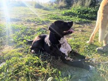 NILO, Hund, Labrador-Mix in Spanien - Bild 5