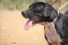 NILO, Hund, Labrador-Mix in Spanien - Bild 9