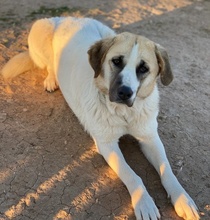 MAHA, Hund, Mischlingshund in Griechenland - Bild 10